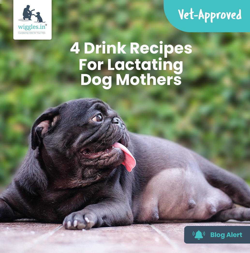 Food for best sale lactating dog