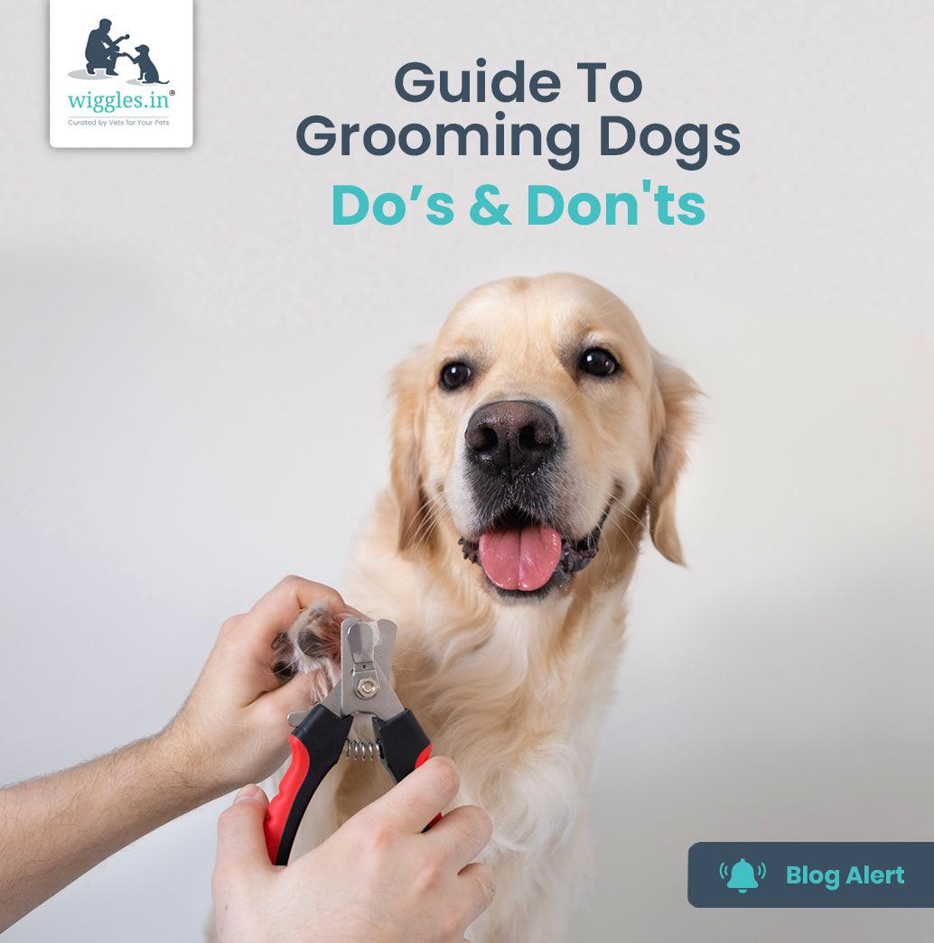 What is Dog Grooming? A Step-By-Step Guide to Grooming Your Dog – Doglyness