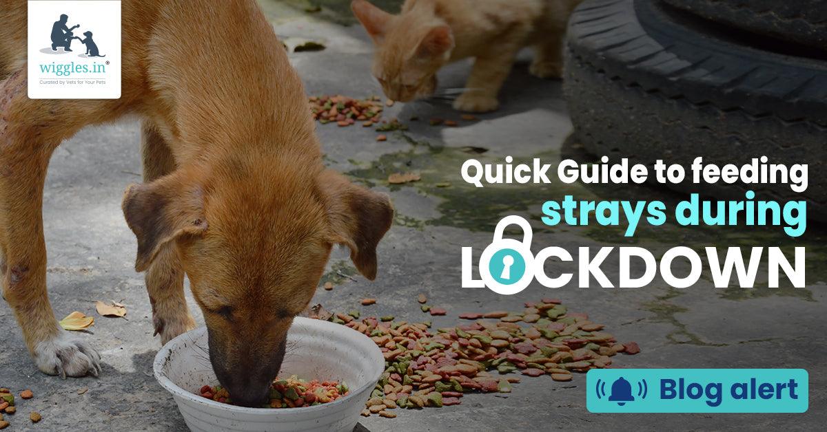 How Long Does It Take a Dog to Digest Food  : Quick Guide for Pet Owners