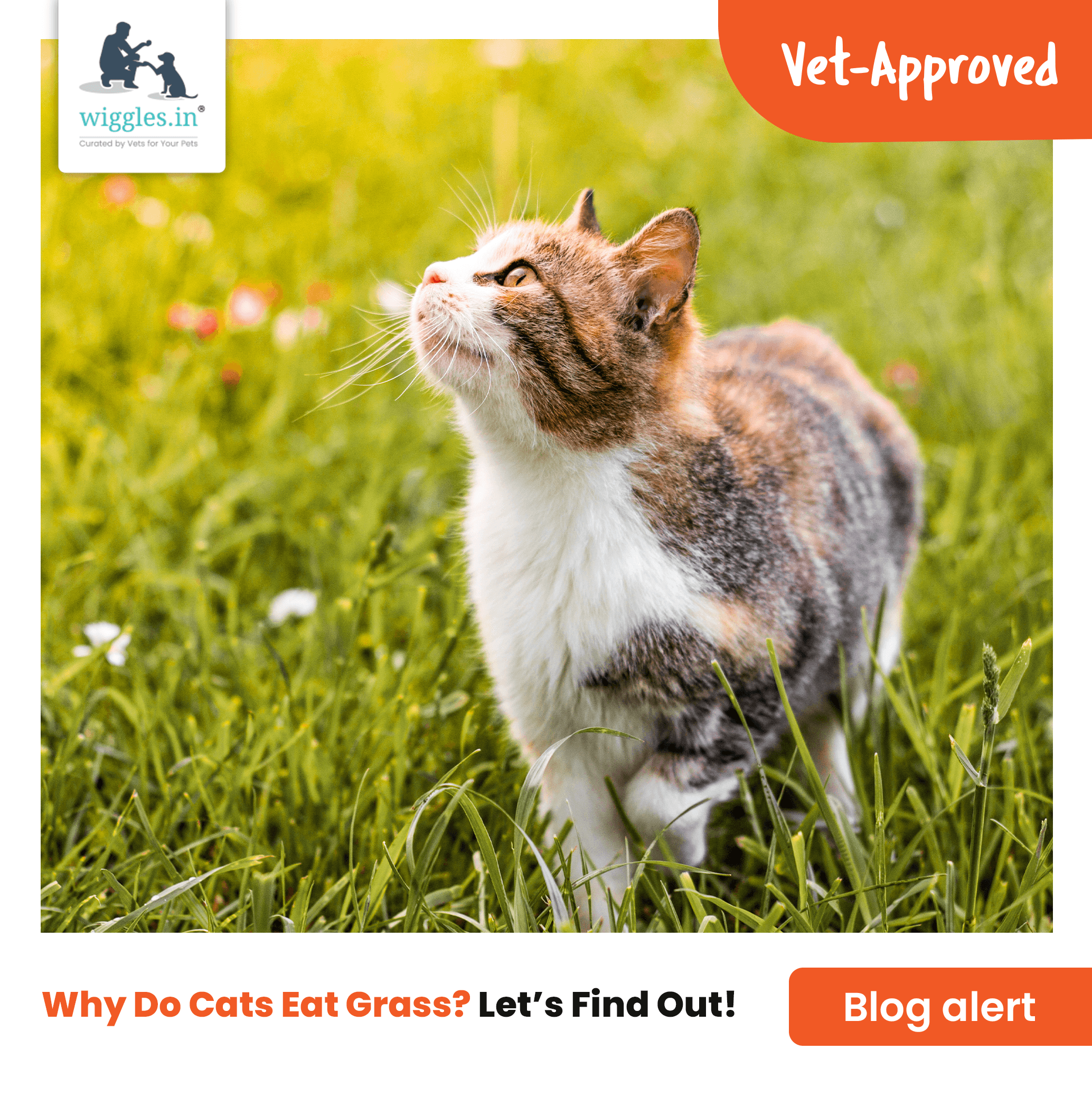 My cat eats grass then clearance vomits