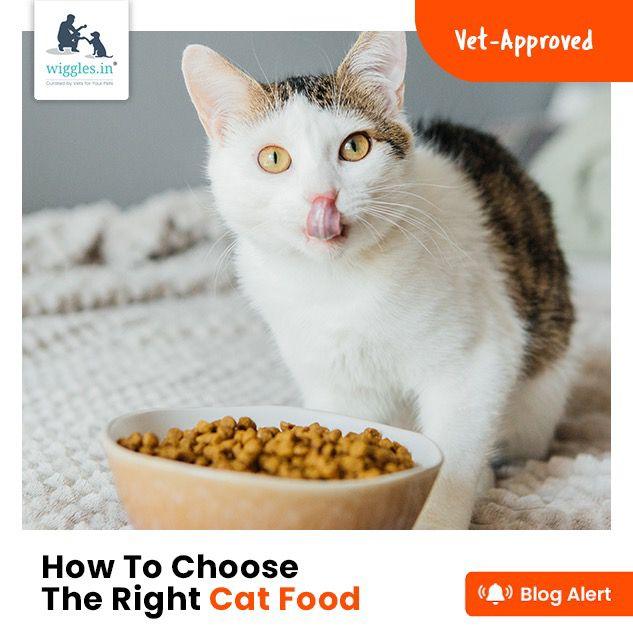 How To Choose The Right Cat Food