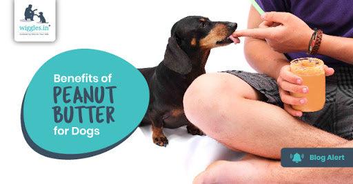 Peanut butter that outlet is good for dogs