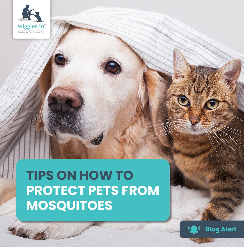 How To Protect Pets From Mosquitoes