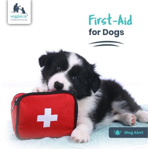 Ready dog first aid hot sale kit