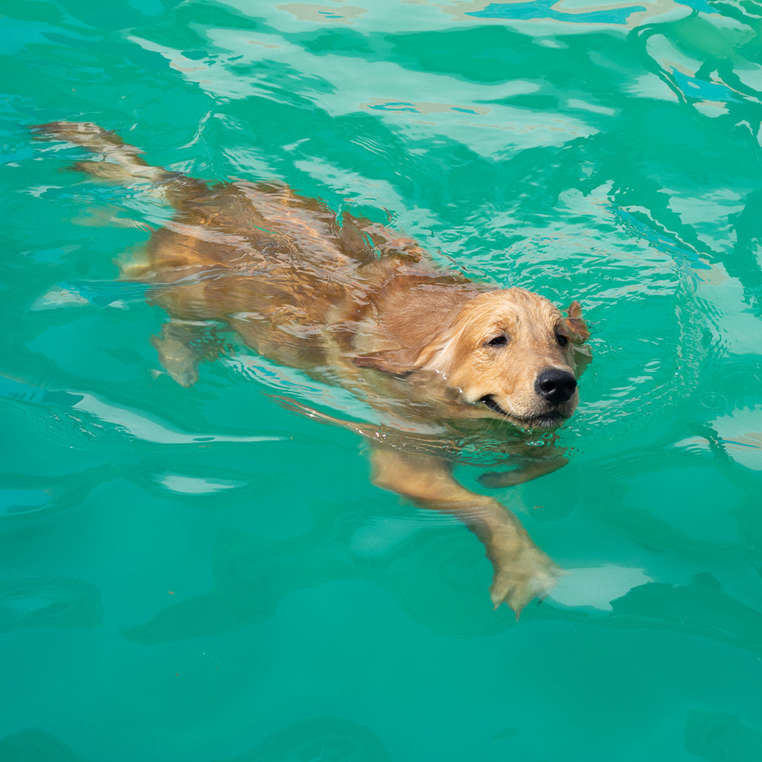 how do i teach my dog to swim underwater