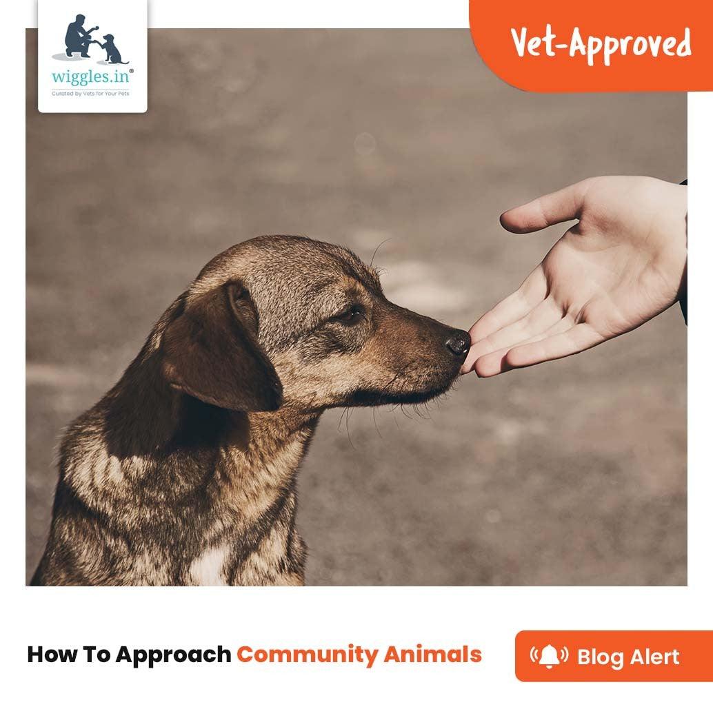 How To Approach Your Community Animals - Wiggles.in