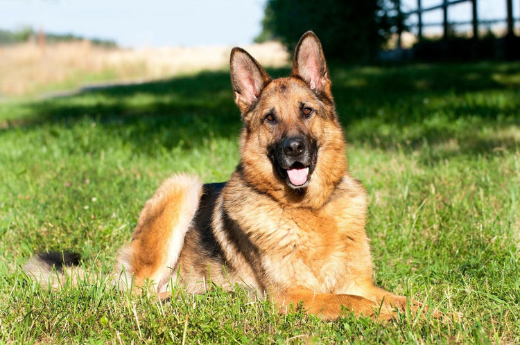 German Shepherd: Everything You Need To Know